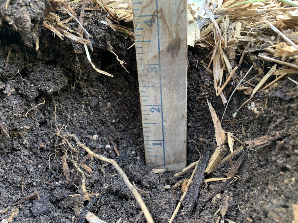 This photo shows a hole in the garden and a yardstick showing it is 4 inches deep.  The instructions for the soil test say to dig a hole 4 inches deep and then gather your soil from there.