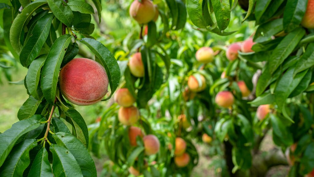 The photo shows peach trees loaded with fruit.  The goal is that after a few years, you have a lovely tree with lots of fruit.  Photo courtesy of Mark Stebnicki, videoographer/photographer for NC Farm Bureau.