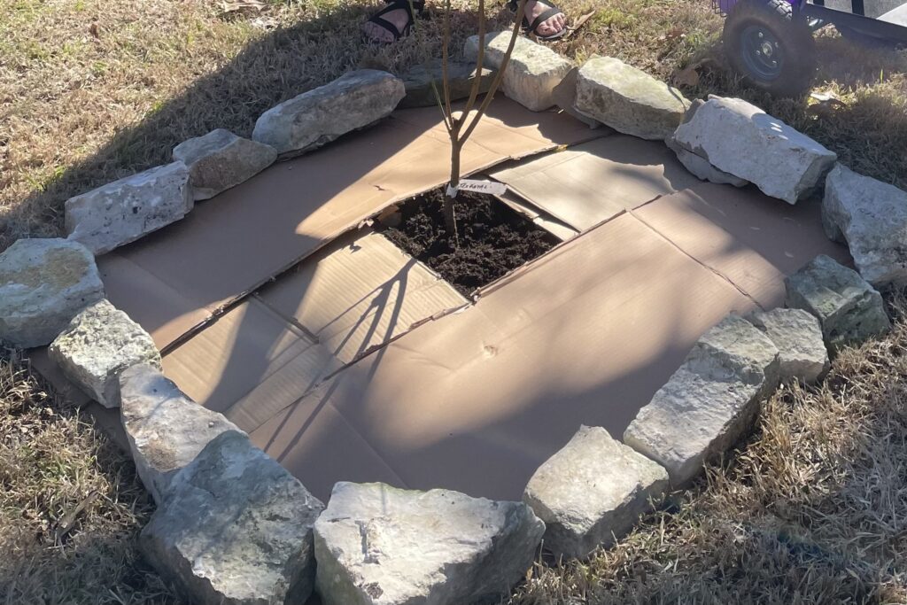 The photo shows lea's newly planted peach tree with the soil covered with cardboard.  Adding mulch over the cardboard is the only step left! 