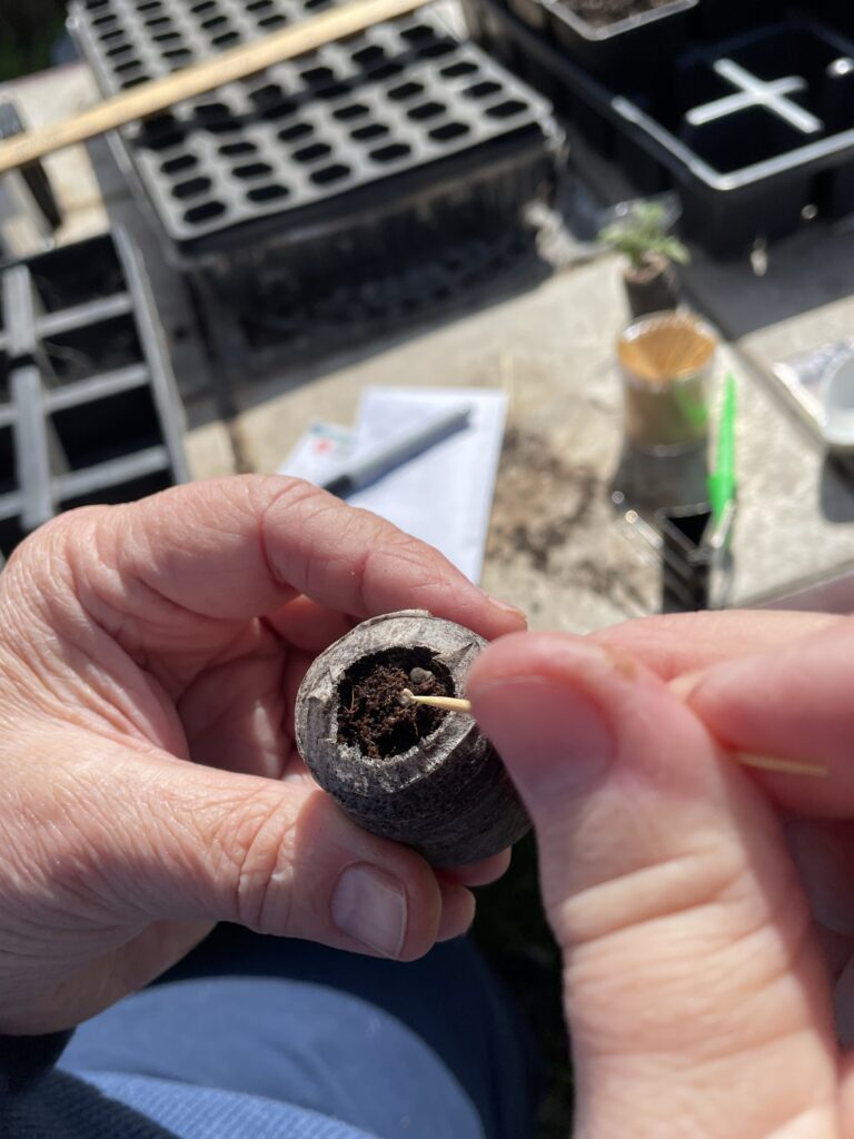 This photo is of a seed on a toothpick being transferred to a peat pellet.  Once you have the seed picked up by the wetted toothpick, you can easily transfer the seed to the soil.  Then you can push the seed under the soil to the correct depth and your seed is ready to grow.