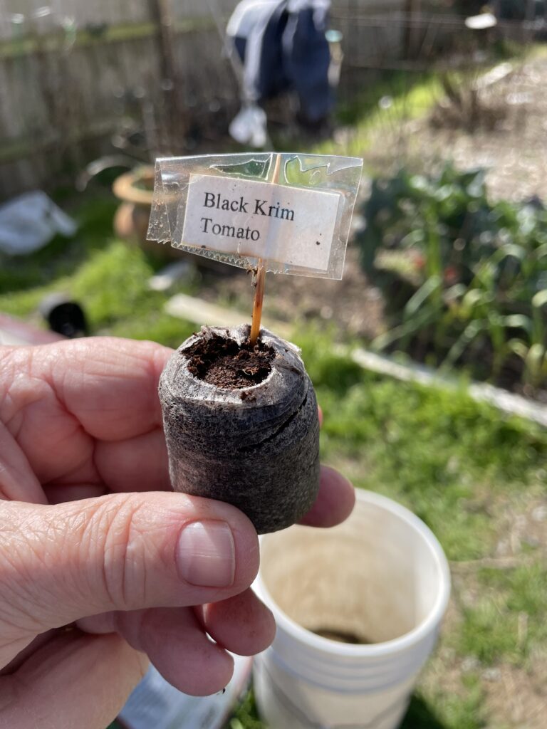 Picture of a peat pellet showing wrapper and a label that says "Black Krim Tomato".  Seeds grown in a peat pellet can go directly into a 3" pot.  All you need to do is remove the wrapper on the pellet, and place the seedling into a bigger pot.