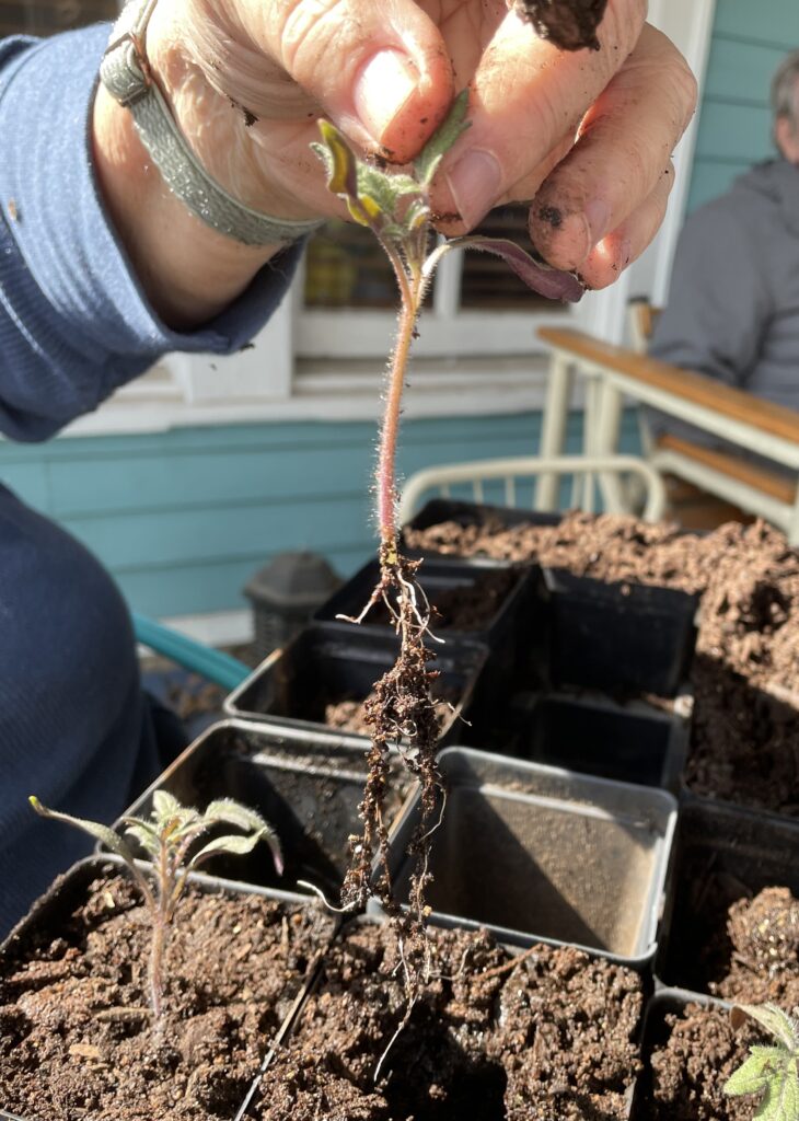 This photo shows potting up a seedling.  This tomato seedling is being held by the "true leaves". 
 When potting up a seedling, hold it by the true leaves, and place the roots into the hole you've made.  Then, firm the soil gently.  These healthy roots need a very deep hole.