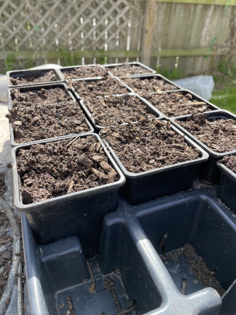 This photo shows a flat of 3' pots filled with potting soil.  They are ready to pot up the seedlings.