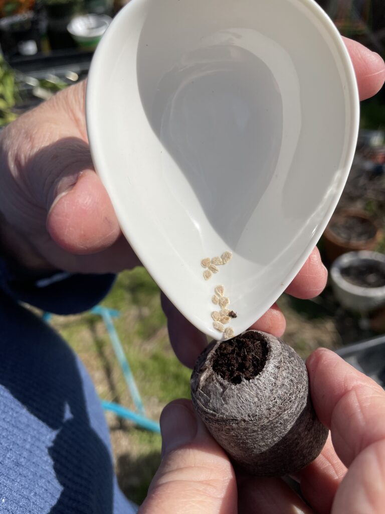 Growing from seeds is an inexpensive way to have lots of plants for your garden.  This photo shows tomato seeds in a small, pointed dish being poured onto a ready peat pellet.