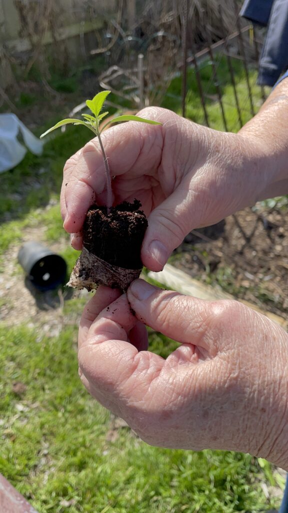 This photo is shows the pulling of the wrapper off of a peat pellet before it's transferred to a 3" pot.