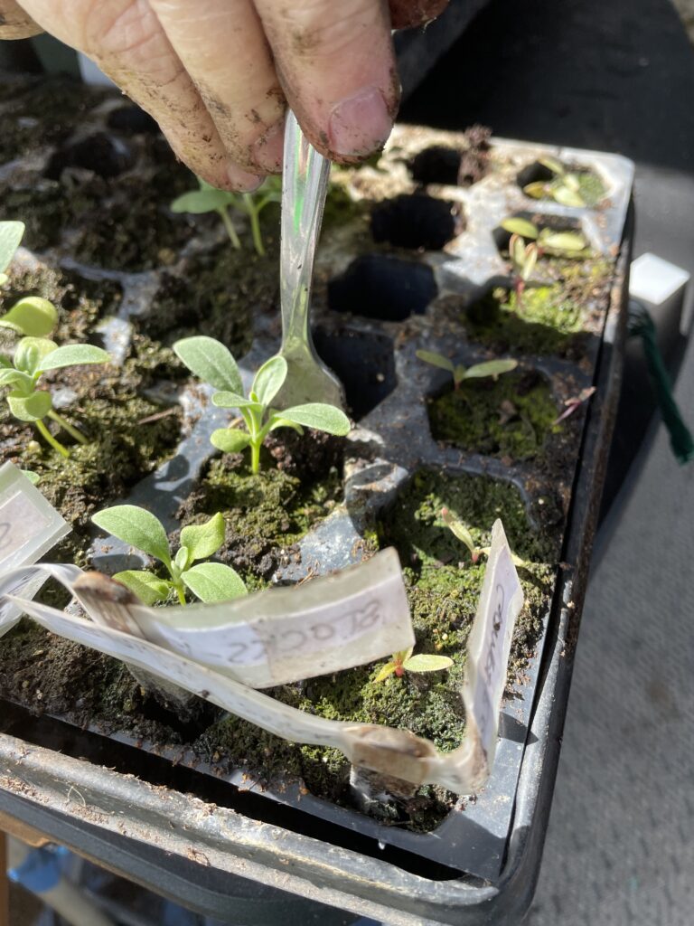 This photo shows a fork easily lifting a seedling from the cell of the tray where it was started.  This is the next step of potting the seedling up.
