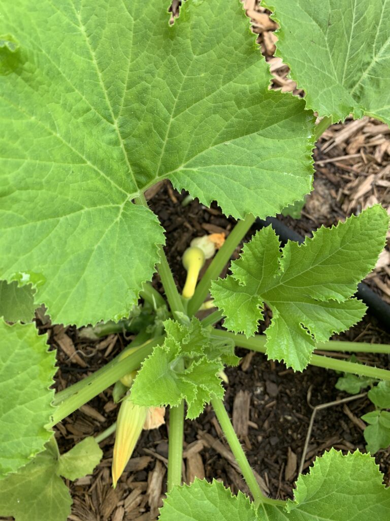 This photo is of a squash plant with a small squash fruit growing.  Squash plants usually grow best  when seeds grow directly in the ground.  They grow from big seeds, and they grow fast so transplanting is not easy.