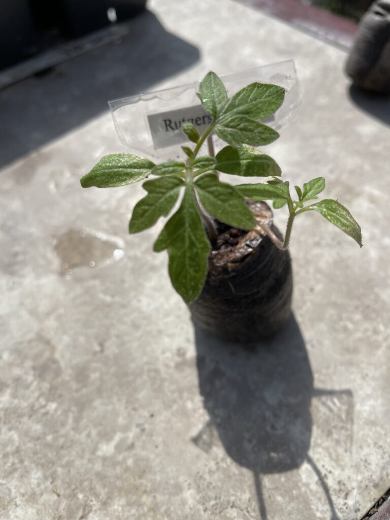 This photo is of two tomato seedlings growing out of a peat pellet.  This tomato seedling has grown its "true leaves".  The first leaves are rounded, but the true leaves have the indented leaves that look like a tomato plant.  Now it's time for potting this seedling up.