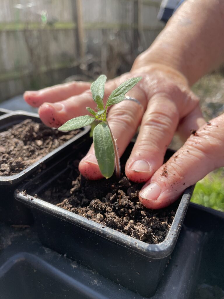 This photo shows three fingers firming the soil gently around the baby seedling.  This finishes the potting up the baby seedling.