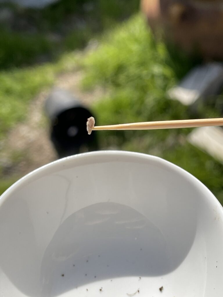 This photo is of a toothpick holding a seed.  Dipping the tooth pick in a drop of water allows you pick up one seed to grow at a time.  The reason is the surface tension of the water.