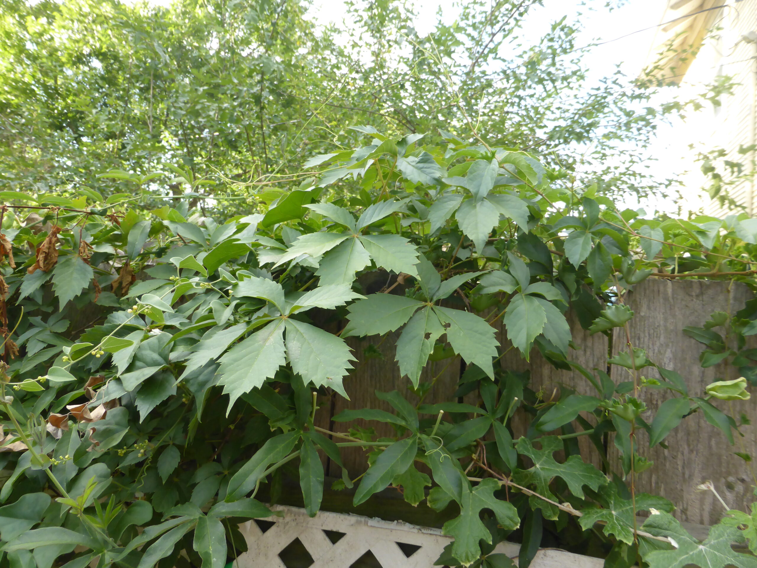 Virginia Creeper Invading My Garden